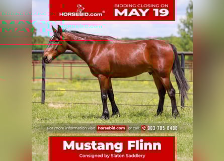 Mustang (amerikaans), Ruin, 7 Jaar, 147 cm, Roodbruin