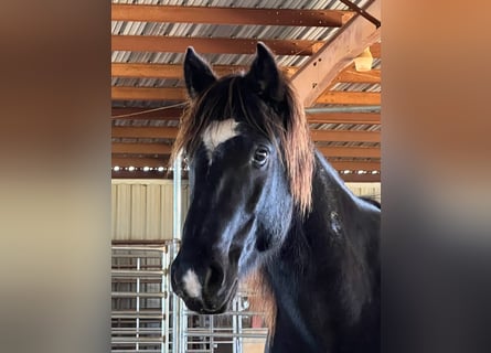 Mustang (amerikaans), Ruin, 8 Jaar, 144 cm, Zwart