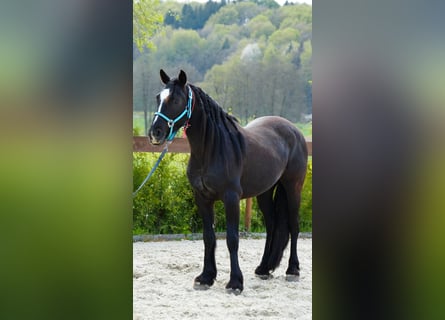 Mustang (amerikaans), Ruin, 8 Jaar, 154 cm, Zwart