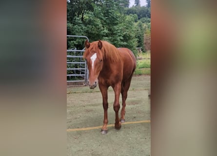Mustang (amerikanisch), Hengst, 1 Jahr, 152 cm, Dunkelfuchs