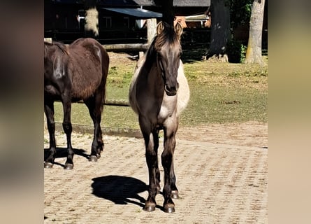 Mustang (amerikanisch), Hengst, 1 Jahr, 155 cm, Grullo
