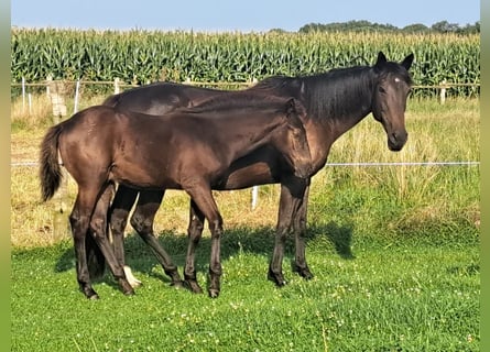 Mustang (amerikanisch) Mix, Hengst, 1 Jahr, 158 cm, Rappe