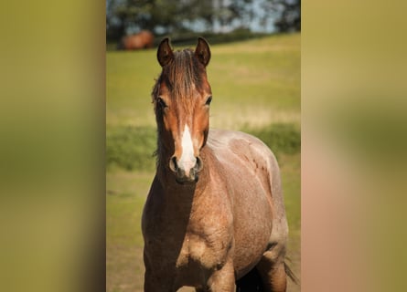 Mustang (amerikanisch), Hengst, 3 Jahre, 150 cm, Roan-Bay