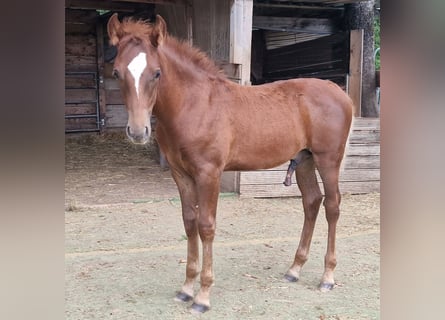 Mustang (amerikanisch), Hengst, Fohlen (05/2025), 152 cm, Dunkelfuchs