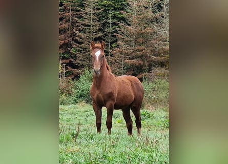 Mustang (amerikanisch), Hengst, Fohlen (05/2025), 152 cm, Dunkelfuchs