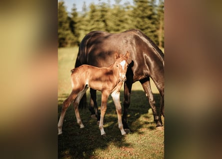 Mustang (amerikanisch), Hengst, , 152 cm, Dunkelfuchs