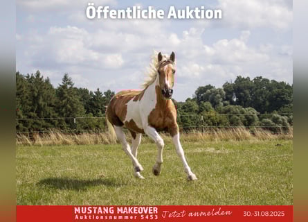 Mustang (amerikanisch), Stute, 10 Jahre, 151 cm, Tovero-alle-Farben