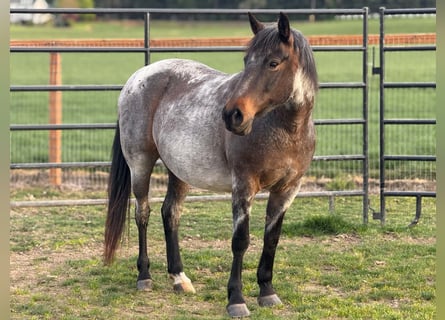 Mustang (amerikanisch), Stute, 12 Jahre, 143 cm, Roan-Bay