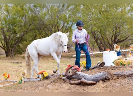 Mustang (amerikanisch), Stute, 3 Jahre, 140 cm, Schimmel