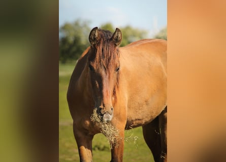 Mustang (amerikanisch), Stute, 3 Jahre, 147 cm, Falbe