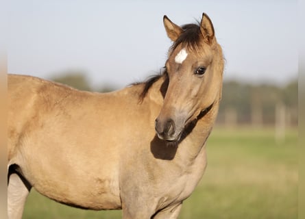 Mustang (amerikanisch) Mix, Stute, 3 Jahre, 160 cm, Falbe