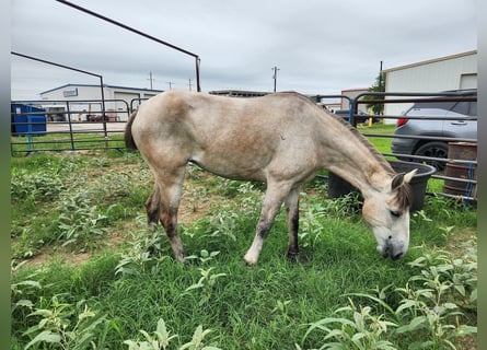 Mustang (amerikanisch), Stute, 4 Jahre, 142 cm, Buckskin