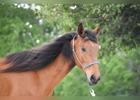 Mustang (amerikanisch), Stute, 5 Jahre, 144 cm, Brauner