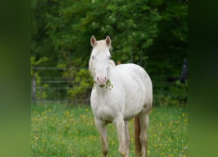 Mustang (amerikanisch), Stute, 6 Jahre, 153 cm, Cremello