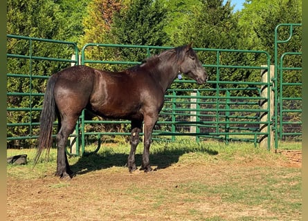Mustang (amerikanisch), Stute, 6 Jahre, 157 cm, Rappe