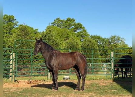 Mustang (amerikanisch), Stute, 6 Jahre, 157 cm, Rappe