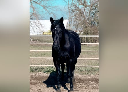 Mustang (amerikanisch), Stute, 6 Jahre, 160 cm, Rappe