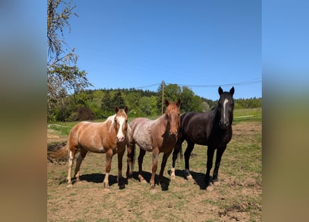 Mustang (amerikanisch), Stute, 8 Jahre, 150 cm, Roan-Red