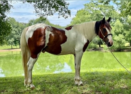 Mustang (amerikanisch), Wallach, 12 Jahre, 152 cm, Tobiano-alle-Farben