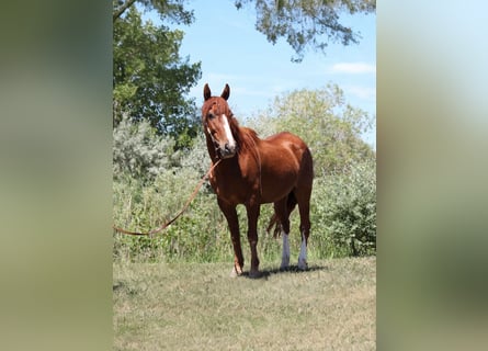 Mustang (amerikanisch), Wallach, 14 Jahre, 142 cm, Rotfuchs