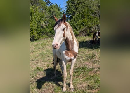 Mustang (amerikanisch), Wallach, 2 Jahre, Schecke