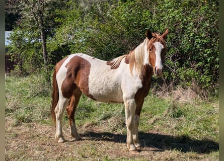 Mustang (amerikanisch), Wallach, 3 Jahre, Schecke