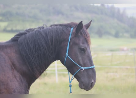 Mustang (amerikanisch), Wallach, 4 Jahre, 150 cm, Rappe