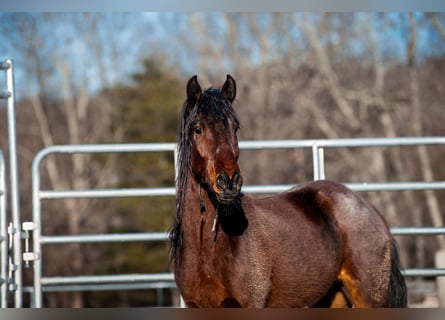 Mustang (amerikanisch), Wallach, 5 Jahre, 140 cm, Brauner