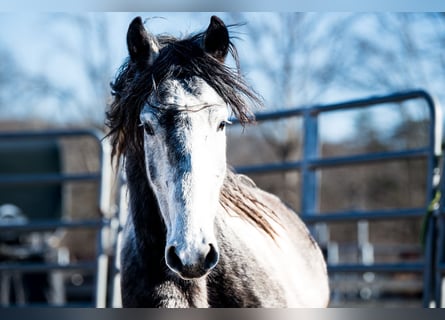 Mustang (amerikanisch), Wallach, 5 Jahre, 144 cm, Schecke