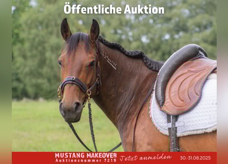 Mustang (amerikanisch), Wallach, 5 Jahre, 146 cm, Brauner