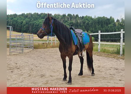 Mustang (amerikanisch), Wallach, 5 Jahre, 149 cm, Brauner