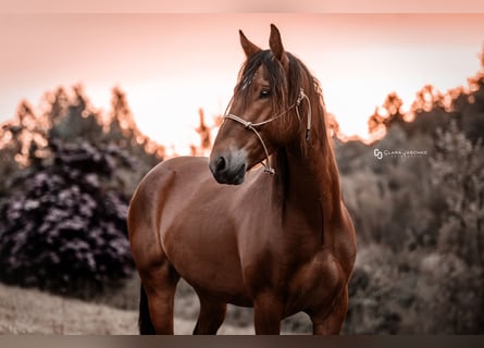Mustang (amerikanisch), Wallach, 5 Jahre, 151 cm, Brauner