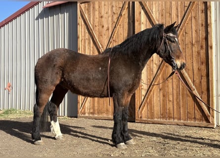 Mustang (amerikanisch), Wallach, 6 Jahre, 145 cm, Rotbrauner