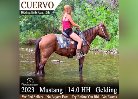 Mustang (amerikanisch), Wallach, 6 Jahre, 145 cm, Rotbrauner