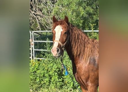 Mustang (amerikanisch), Wallach, 6 Jahre, 147 cm, Fuchs