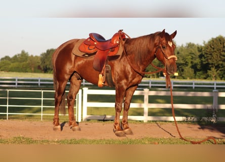 Mustang (amerikanisch), Wallach, 8 Jahre, 145 cm, Dunkelfuchs