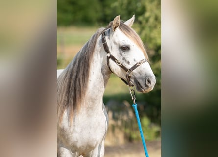 Mustang, Caballo castrado, 10 años, 145 cm, Tordo