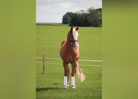 Mustang, Caballo castrado, 10 años, 146 cm, Alazán