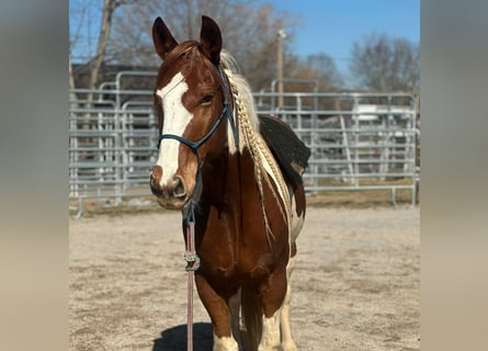 Mustang, Caballo castrado, 10 años, 148 cm, Pío