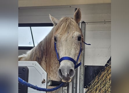 Mustang, Caballo castrado, 12 años, 148 cm, Tordo