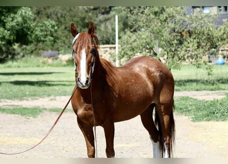 Mustang, Caballo castrado, 15 años, 152 cm, Alazán rojizo