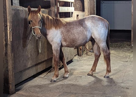 Mustang, Caballo castrado, 2 años, 158 cm, Ruano alazán
