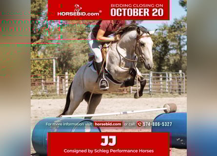 Mustang, Caballo castrado, 3 años, 137 cm, Buckskin/Bayo