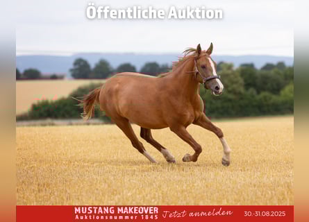 Mustang, Caballo castrado, 3 años, 143 cm, Alazán