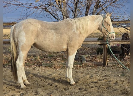 Mustang, Caballo castrado, 4 años, 145 cm, Pío