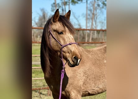 Mustang, Caballo castrado, 4 años, 147 cm, Buckskin/Bayo