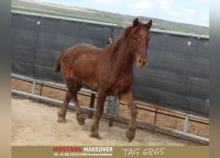 Mustang, Caballo castrado, 4 años, 150 cm, Alazán