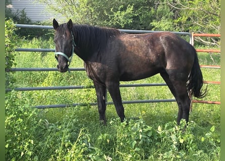 Mustang, Caballo castrado, 4 años, 150 cm, Negro