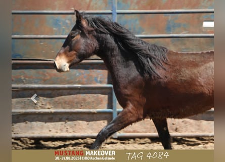 Mustang, Caballo castrado, 4 años, 153 cm, Castaño oscuro