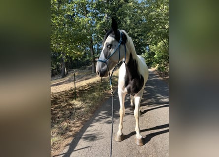 Mustang, Caballo castrado, 4 años, 156 cm, Pío